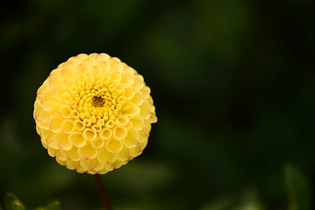 Dahlia, bud, virág, Blossom, Bloom, Dália kert, sárga
