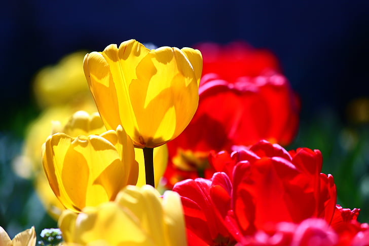 puna-keltainen tulppaanit, Makeiset, kevään, tulppaanit, Konya, kukka, punainen