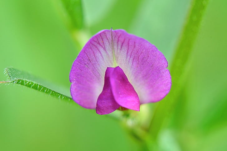 orchid, nature, flower, macro, purple, freshness, fragility