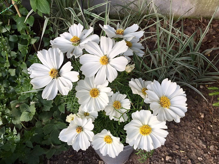 flor, jardim branco, natureza, flor branca