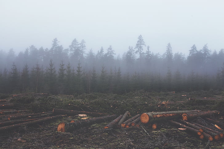 deforestation, deforest, lumber, untimber, logs, tree trunks, forest