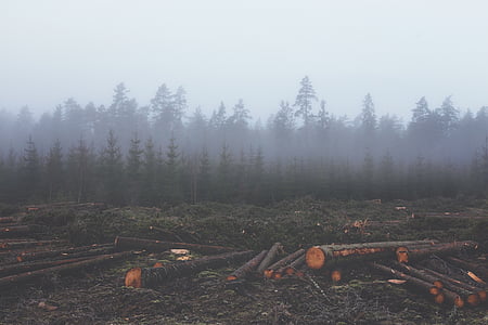 metsade hävitamine, Vermima tühjaks, Saematerjal, untimber, palgid, puutüvedel, metsa