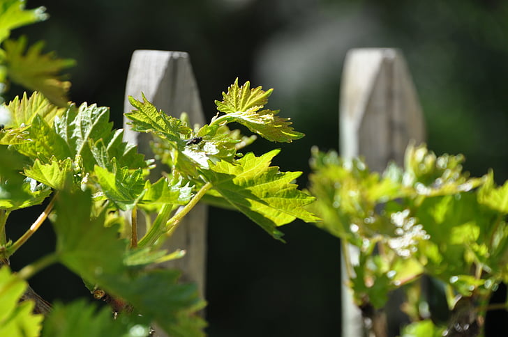 parra, vine, fence, green, garden, sunny, summer