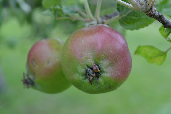 Äpfel, Apfelbaum, Obst, Obstgarten, gesund, Matte, Natur