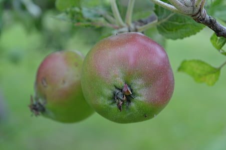 pommes, pommier, fruits, verger, en bonne santé, tapis, nature