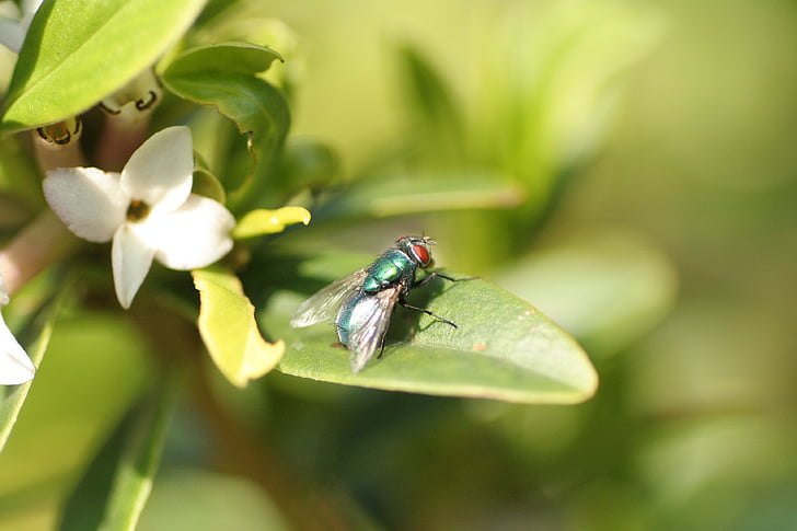 fly, nature, plant, green, bottle, close-up, leaf