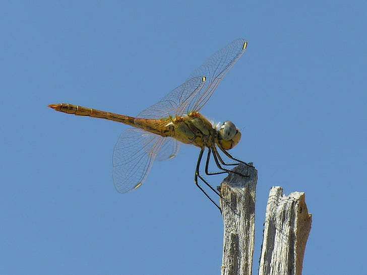 dragonfly, blue sky, bug, wings, nature, summer, greece