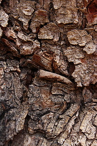 fyrretræ, træ, bark, tekstur