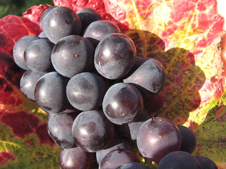 grapes, red, wine, plant, leaves