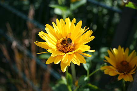 κίτρινο λουλούδι, Hummel, Κίτρινο, άνθος, άνθιση, λουλούδι, το καλοκαίρι