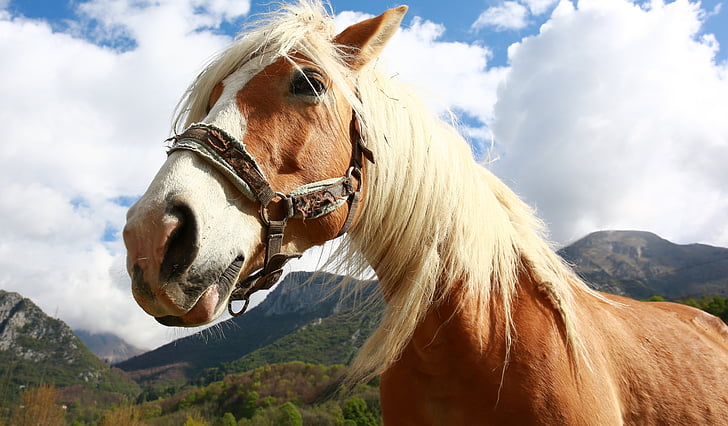 kuda, alam, Gunung, hewan, Berkuda, hewan, dunia hewan
