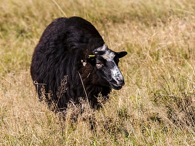 овцы, млекопитающее, Животноводство, Природа, животное, ферма, трава