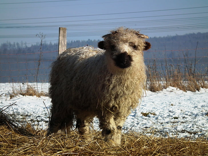 Schafe, Lamm, Walliser schwarze Nase, Winter, Wolle, Süß, niedlich