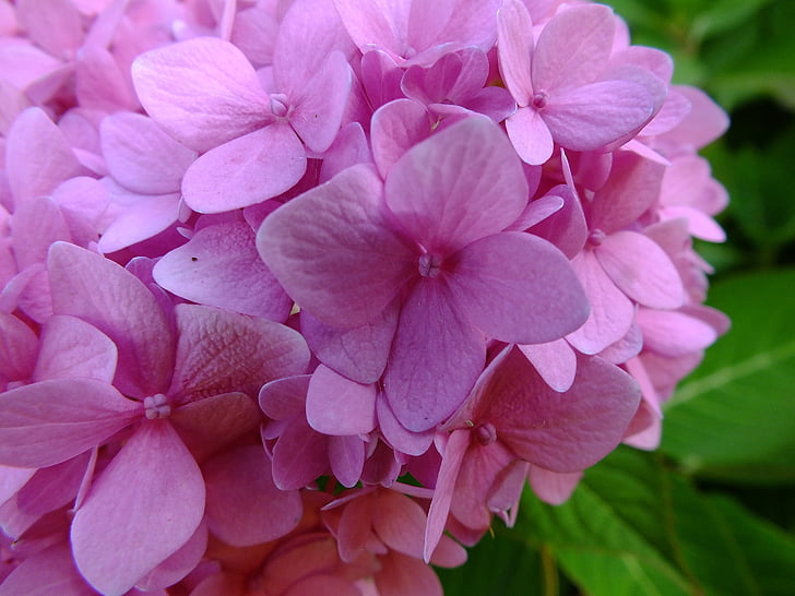 pink, hydrangea, fresh, flower, spring, bloom, blossom