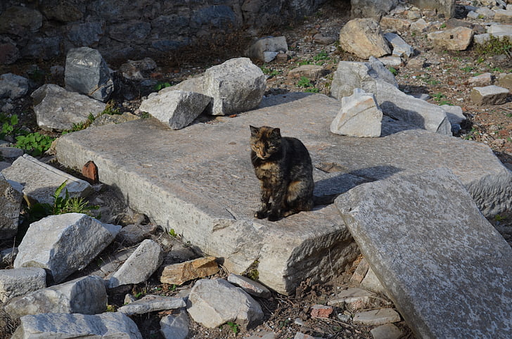 kucing, Efesus, batu