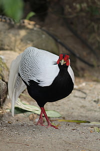 black and white pheasant, pheasant, bird, wildlife