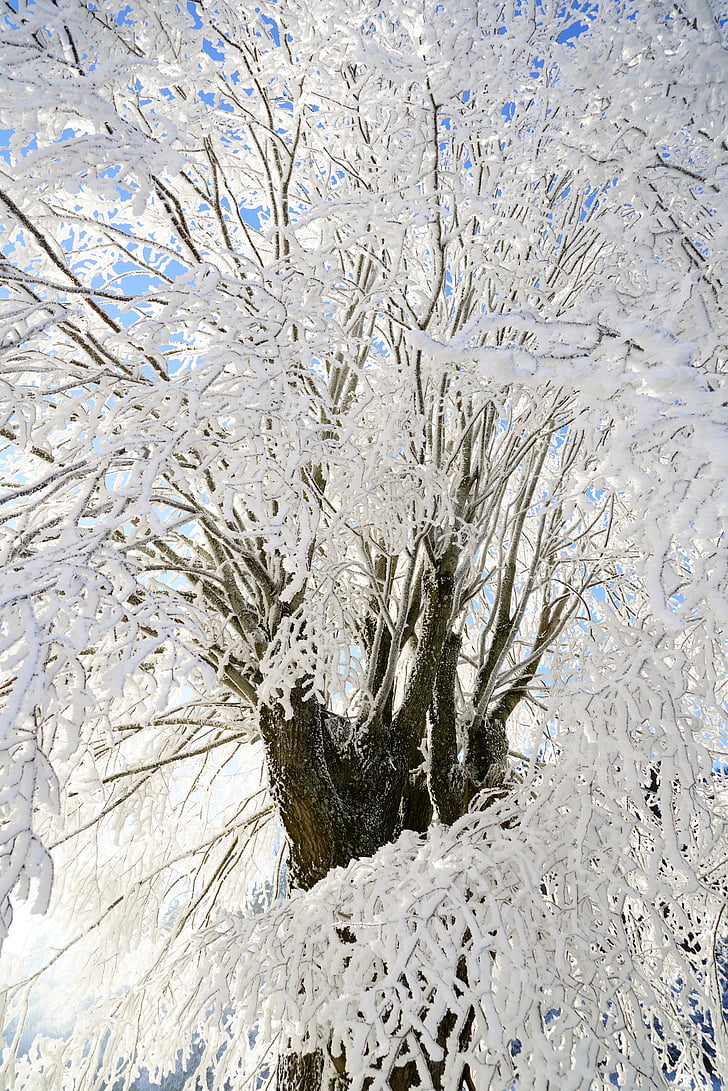 tree, hoarfrost, branch, iced, crystal formation, snowy, eiskristalle