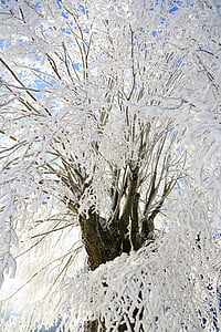 medis, Šerkšnas, filialas, šalta, kristalų susidarymą, snieguotas, eiskristalle