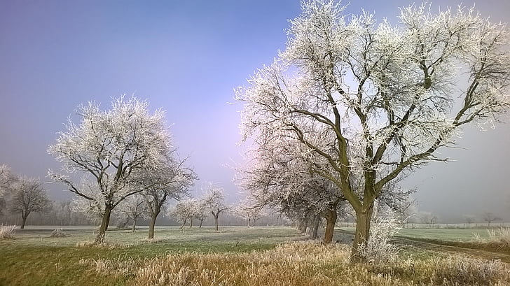 Frost, escarcha, invierno, otoño, noviembre, helado, árboles