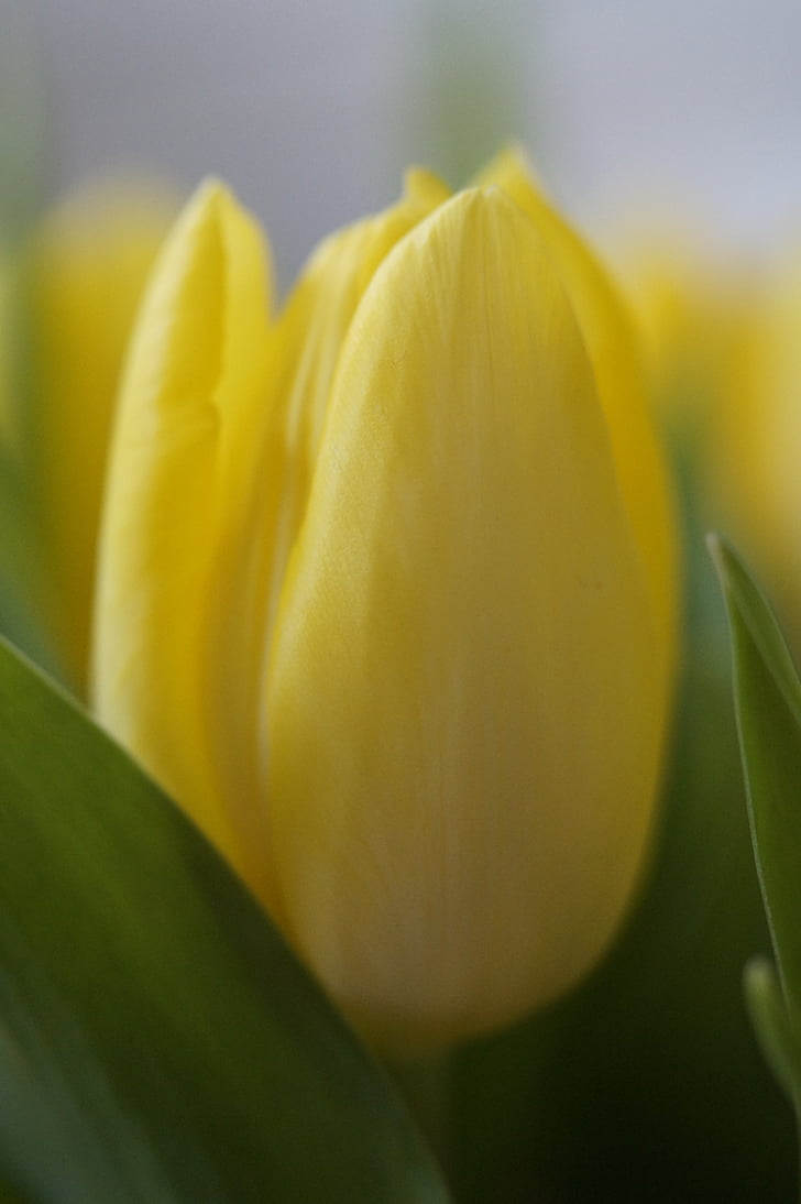 tulipes, RAM de flors de tulipa, RAM, primavera, flors de primavera, Strauss, planta