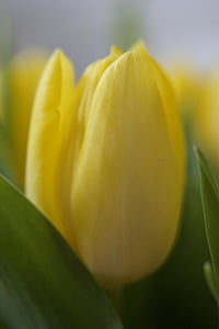 tulpės, tulpių puokštė, puokštė, pavasarį, Pavasario gėlė, Strauss, augalų