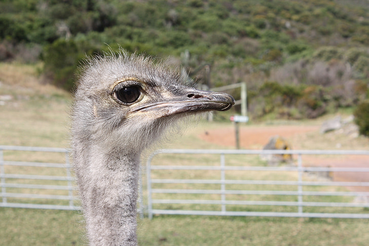 Etelä-Afrikka, Ostrich farm, kimppu, Afrikka, eläinten, lintu, matkustaa