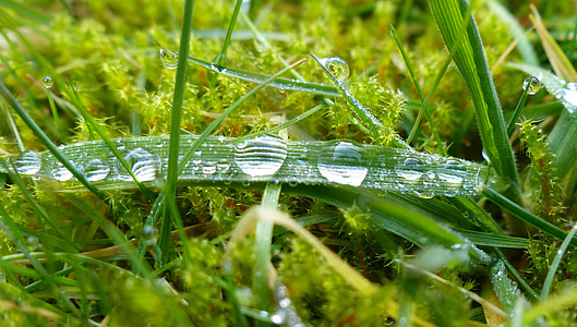 dewdrop, morgentau, close, grass, drip, drops of morning dew, rush