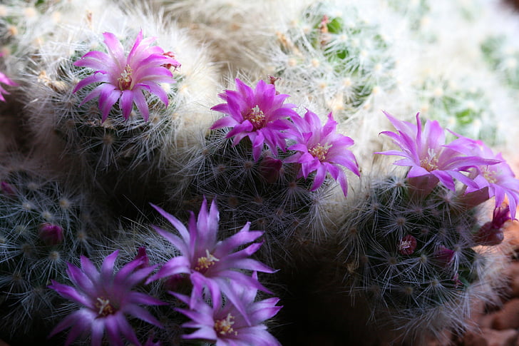 kaktus, blomstrende kaktus, lilla, Blossom, Bloom, blomster, natur