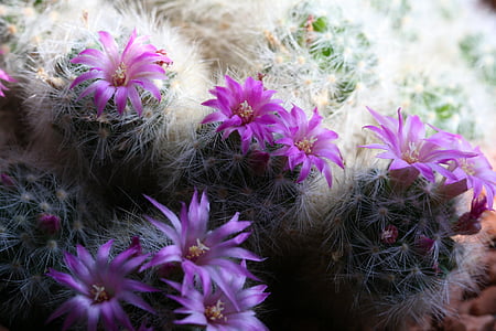 cactus, cactus amb flors, porpra, flor, flor, flors, natura