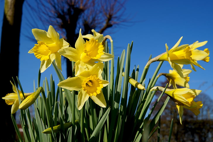 Daffodil, Narcissus, Blossom, Bloom, gul, våren, naturen