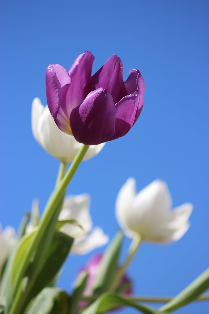 ungu, bunga, dangkal, fotografi, bunga, alam, Tulip