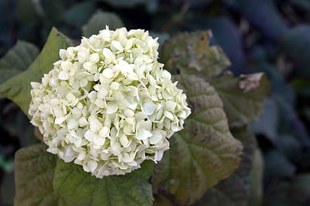 hortensia, blanc, automne, hortensia spécial, vert, fleurs, jardin