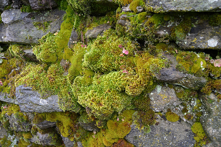 wall, moss, green, rock, nature