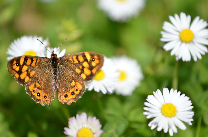 butterfly, daisies, nature