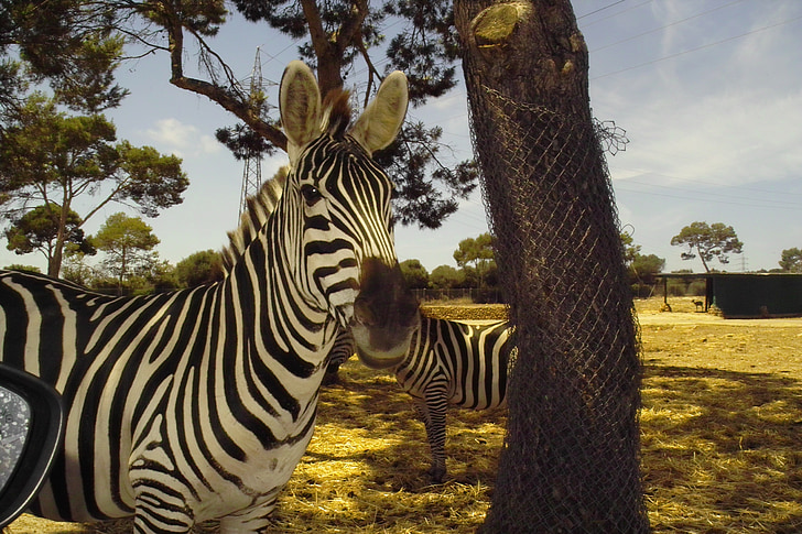 Zebra, dyr, smuk farve, pattedyr, Zoo, Safari, Afrika