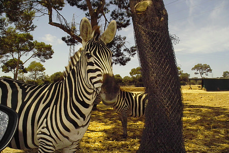 Zebra, hewan, warna indah, Mamalia, kebun binatang, Safari, Afrika