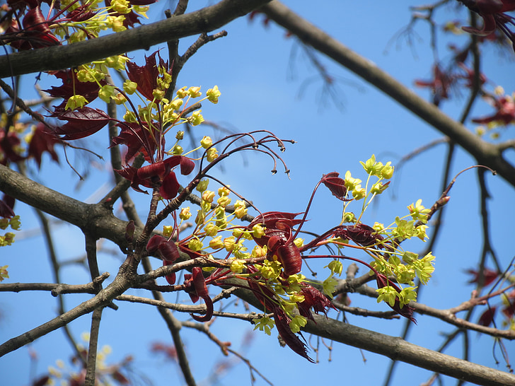 Acer platanoides, Noorwegen maple, boom, Blossom, macro, tak, Flora