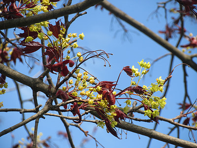 Acer platanoides, Norvēģija maple, koks, zieds, makro, filiāle, Flora