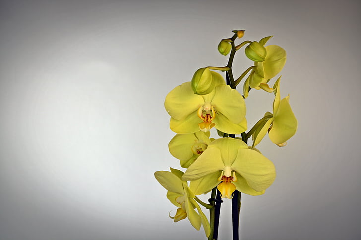 orquídia, flor, flor, flor, groc, exòtiques, planta