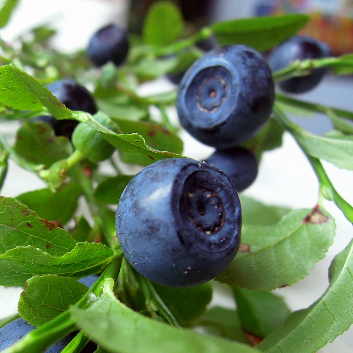Blueberry, Berry, alimentos, sabrosa, dulces, útil, verano