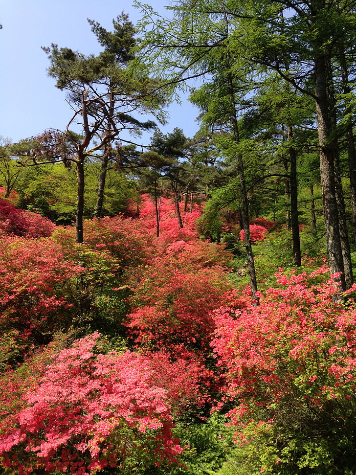 miyagi, mountain, azalea, nature, tree, flower, plant