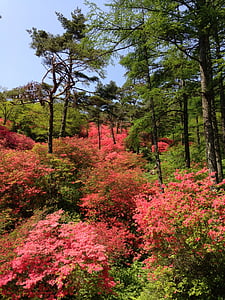 Miyagi, montaña, Azalea, naturaleza, árbol, flor, planta