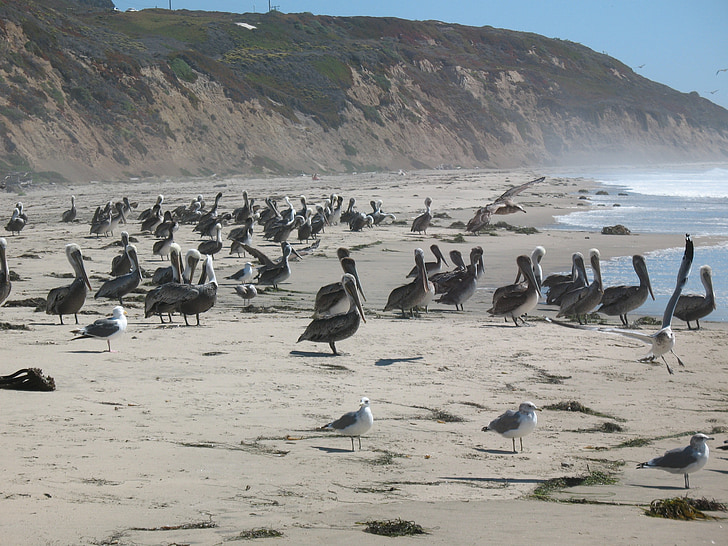 pelikáni, rackové, Já?, oceán, pobřeží, Kalifornie, Spojené státy americké