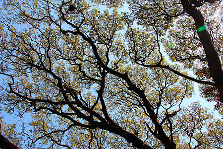 albero, In alto, Corona, foglie, estetica, alta, foresta