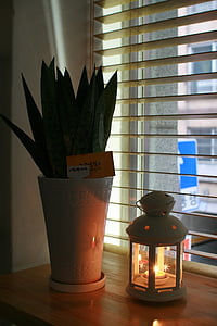 potted plant, cafe, lighting