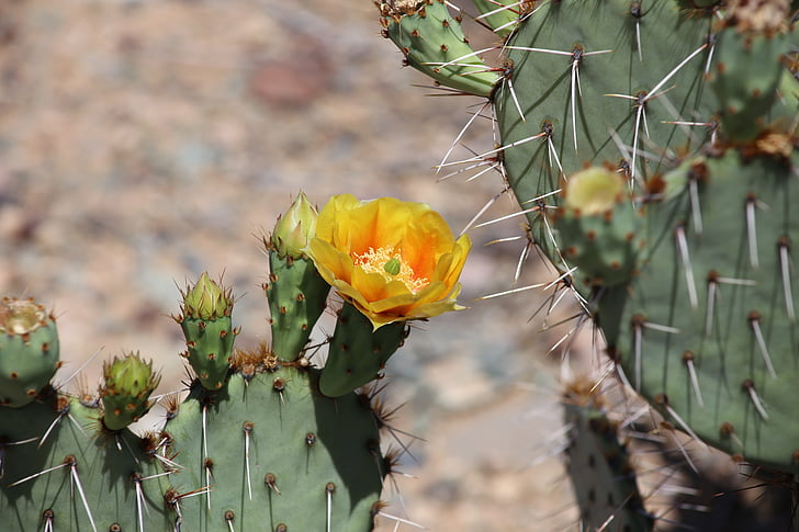 Cactus, fleur, plante, désert, Arizona, Cactus, fleurs d’eau