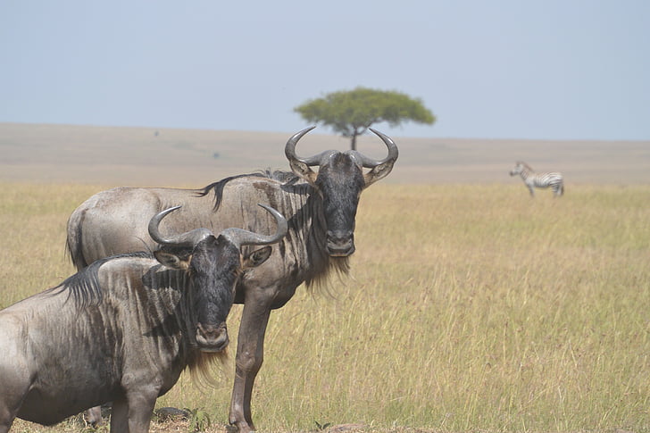 wildebeests, animal, wild, wildlife, mammal, african, fauna