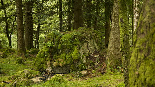 bosc, molsa, Roca, natura, verd, arbre, natural