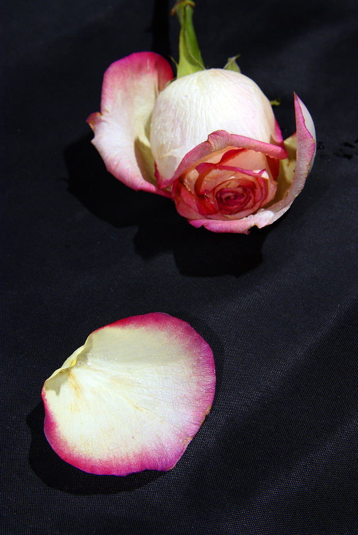 slējās, puķe, viens, ziedlapas, savītums, viena roze, balta roze
