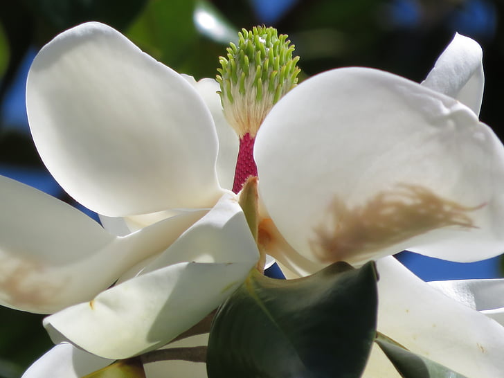 Magnolia, bunga, Blossom, putih, kelopak, pohon, sinar matahari